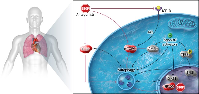 Anti-ageing interventions for the treatment of cardiovascular disease.