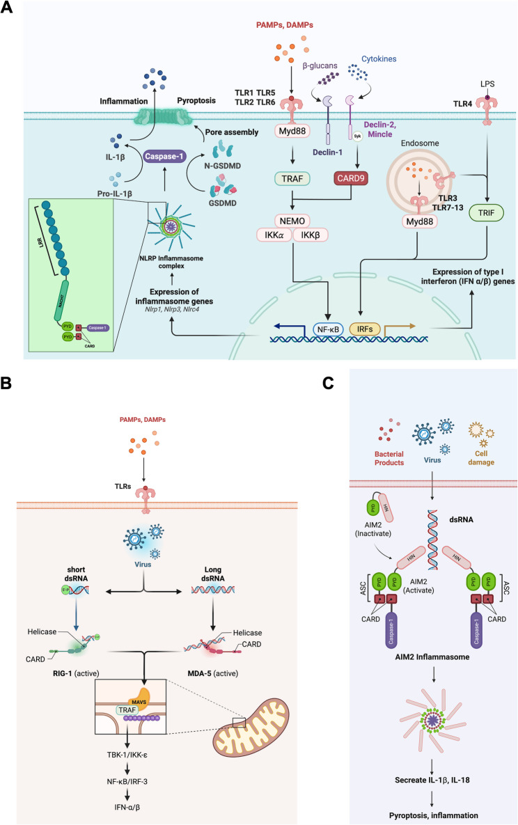 Immuno-metabolic diseases and therapeutics: molecular mechanisms via inflammasome signaling.