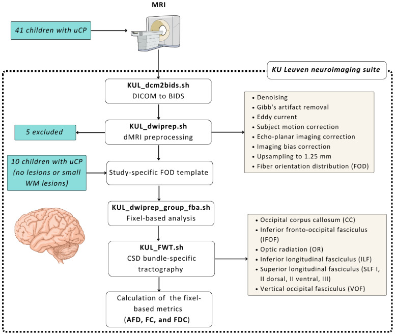 Neural micro and macrostructural correlates of visual outcomes in children with unilateral cerebral palsy: A fixel-based study.
