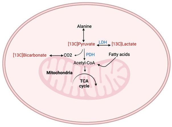 Hyperpolarized-MRI in Hypertrophic Cardiomyopathy: A Narrative Review.
