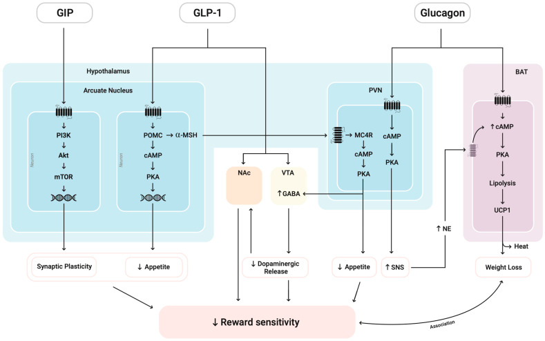 Mechanisms of GLP-1 in Modulating Craving and Addiction: Neurobiological and Translational Insights.