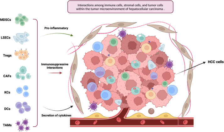 Advances in Tumor Microenvironment and Immunotherapeutic Strategies for Hepatocellular Carcinoma.