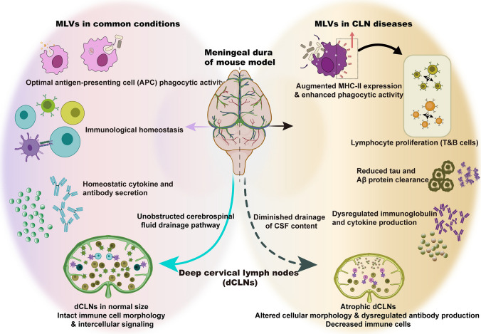 The Cerebral Lymphatic System: Function, Controversies, and Therapeutic Approaches for Central Nervous System Diseases.