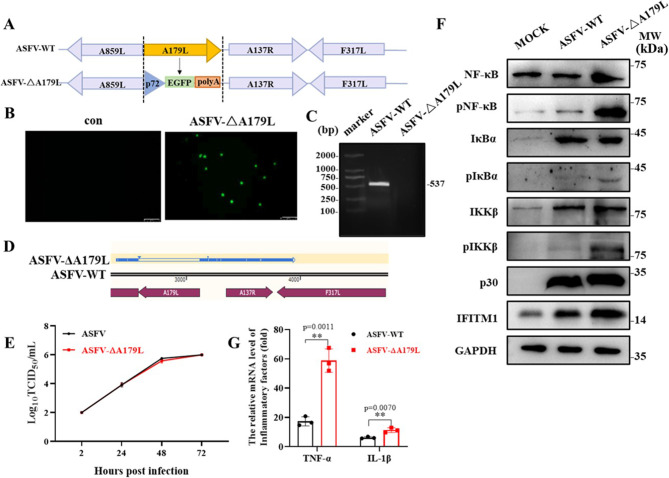 African swine fever virus A179L inhibits interferon induced transmembrane protein 1 activation of NF-κB pathway.