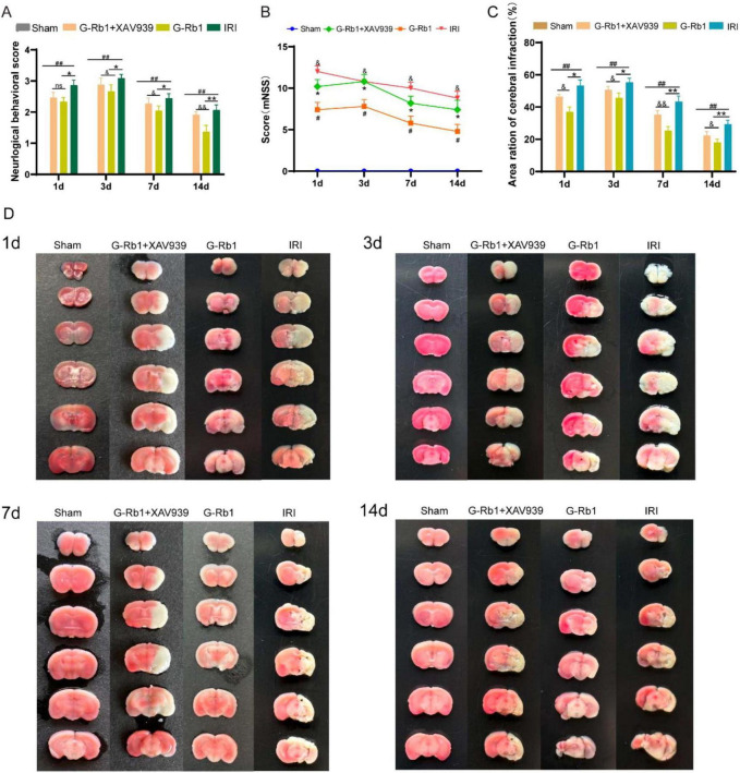 Ginsenoside Rb1 attenuates neuroflammation via activating Wnt/β-catenin signaling pathway to exert neuroprotective effect on cerebral ischemic-reperfusion injury.
