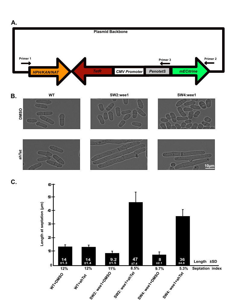 A Tetracycline-Inducible Promoter Replacement System for <i>Schizosaccharomyces pombe</i>.