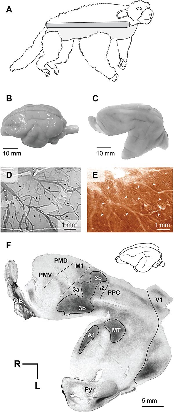 Movement representations in motor, somatosensory, and posterior parietal cortex of the greater galago.