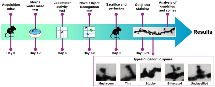 Dendritic spine degeneration is associated with age-related decline in recognition and spatial memory in male mice.