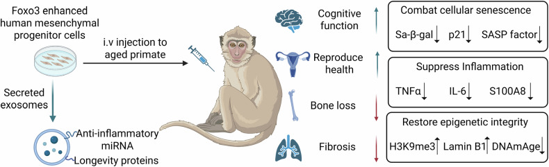 Rewriting destiny-gene-hacked stem cells ignite a revolution against aging.