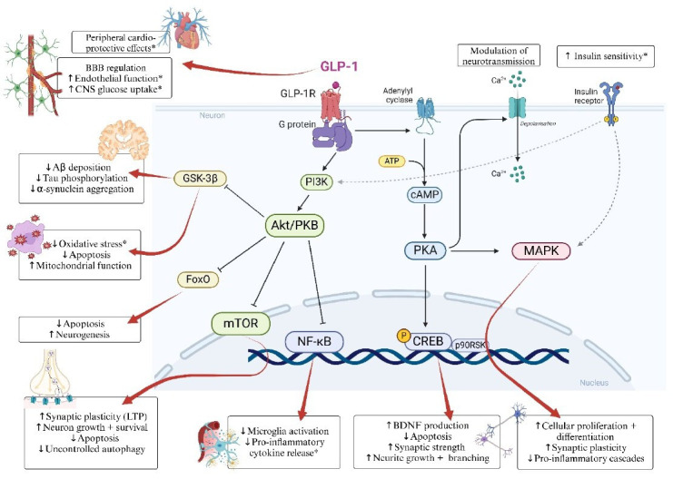 Glucagon-like peptide-1 receptor agonists for major neurocognitive disorders.