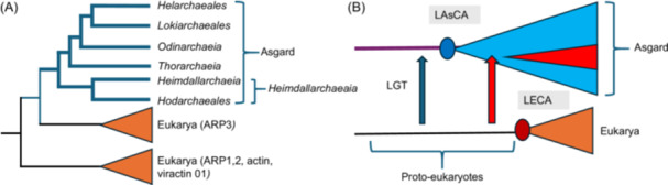 Extensive lateral gene transfer between proto-eukaryotes and <i>Heimdallarchaeia</i> suggests their close association during eukaryogenesis.
