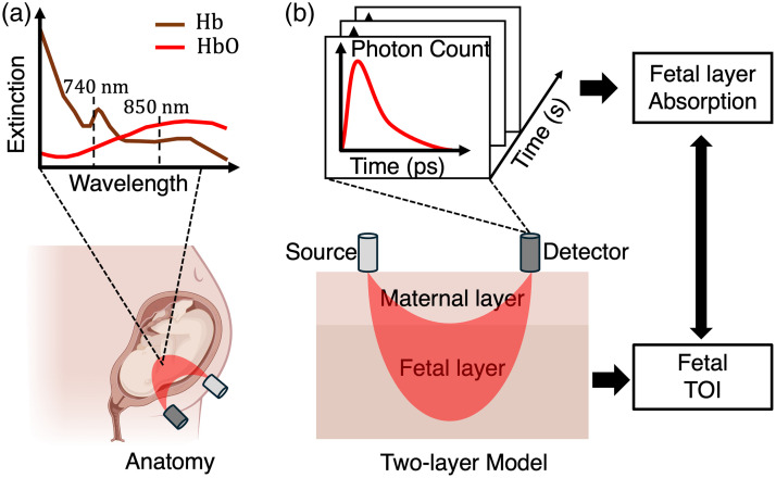 Noninvasive monitoring of fetal tissue oxygenation level using time-domain NIRS.