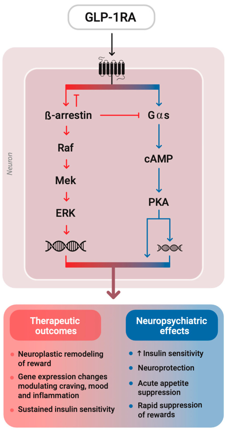 Mechanisms of GLP-1 in Modulating Craving and Addiction: Neurobiological and Translational Insights.