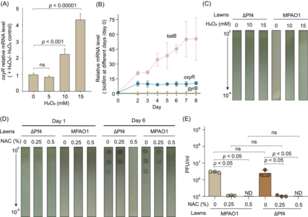 Regulation of filamentous phage Pf4 activation by oxidative stress in <i>Pseudomonas aeruginosa</i>.