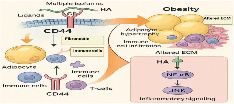 Combined Hyaluronic Acid Nanobioconjugates Impair CD44-Signaling for Effective Treatment Against Obesity: A Review of Comparison with Other Actors.