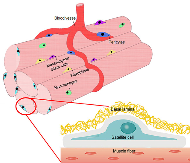 Regulatory Landscapes of Muscle Satellite Cells: From Mechanism to Application.