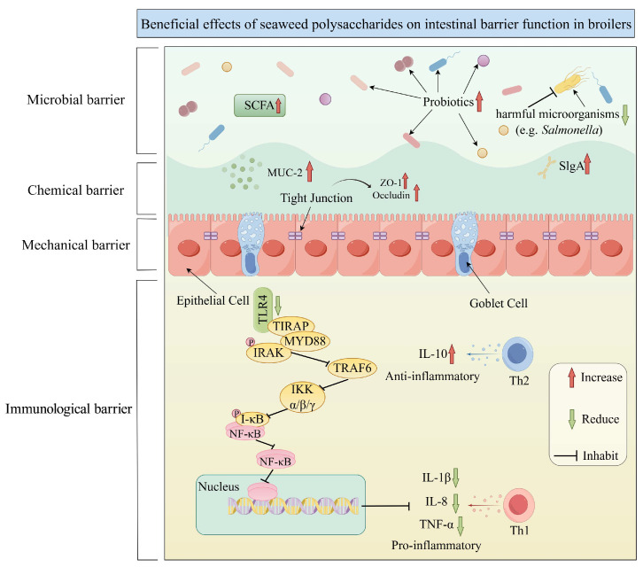 Unraveling of Seaweed Bioactive Substances and Their Nutritional Regulation Functions for Poultry.