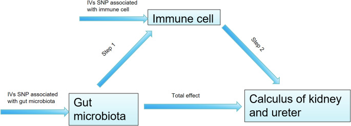 Unraveling the gut-immune-kidney axis in kidney stone disease: a two-step Mendelian randomization investigation.