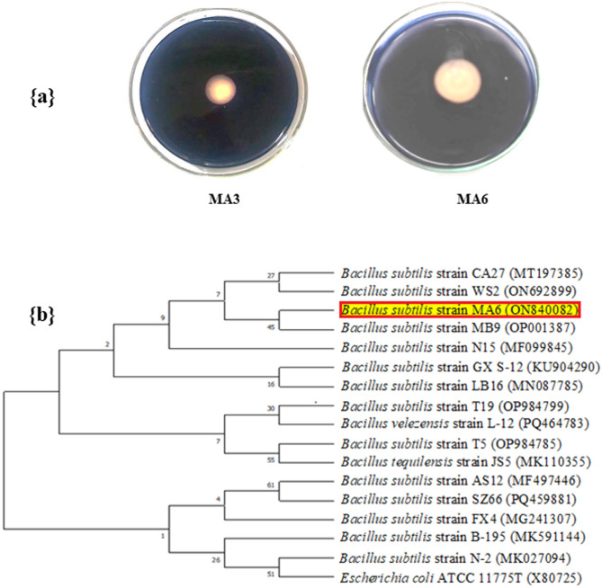 Green starch nanoparticles production in situ using α-amylase from a newly isolated Bacillus subtilis strain-MA6: statistical designs and characterizations.