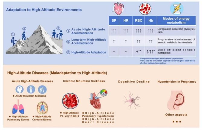 DNA methylation in adaptation to high-altitude environments and pathogenesis of related diseases.