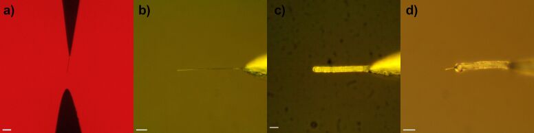 Parylene-coated platinum nanowire electrodes for biomolecular sensing applications.