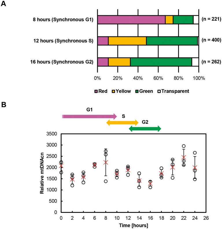 Cell cycle- and dose-dependent effects on mitochondrial DNA copy number variation following irradiation.
