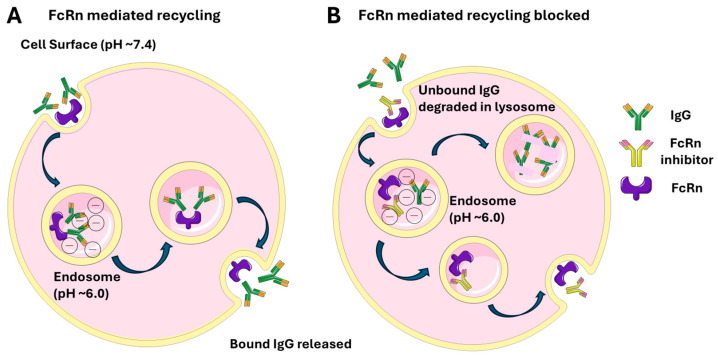 FcRn Blockade as a Targeted Therapeutic Strategy in Antibody-Mediated Autoimmune Diseases: A Focus on Warm Autoimmune Hemolytic Anemia.
