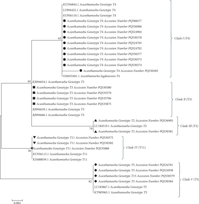 Genotyping of <i>Acanthamoeba</i> From Different Wards of Gonabad Bohlool Hospital, Northeastern Iran.
