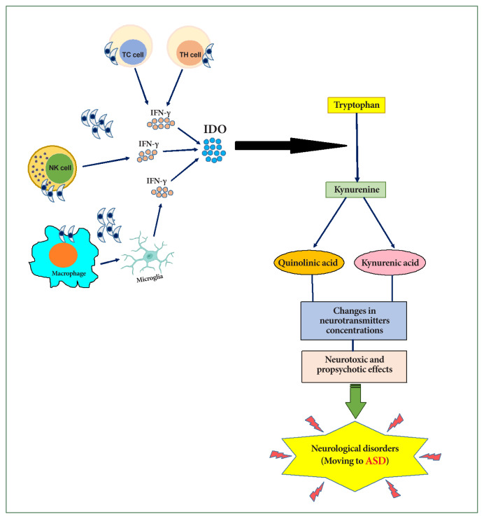 Possible association between Toxoplasma gondii infection and autism spectrum disorder.