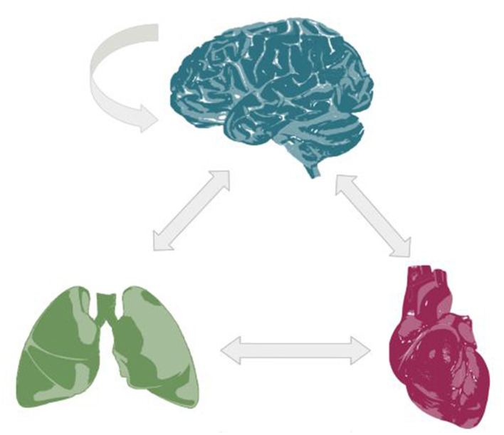 Editorial: Cardio-respiratory-brain integrative physiology: interactions, mechanisms, and methods for assessment.