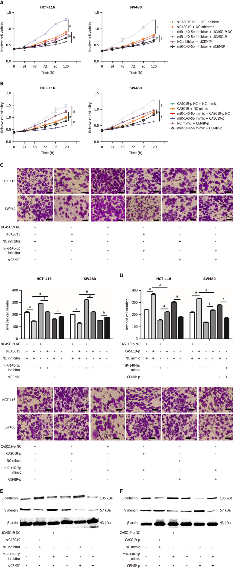 Correction to "Functional role of long non-coding RNA CASC19/miR-140-5p/CEMIP axis in colorectal cancer progression <i>in vitro</i>".
