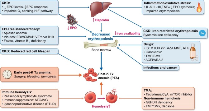 Anemia and iron deficiency in post-kidney transplantation: an unsolved challenge.