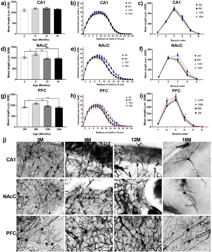 Dendritic spine degeneration is associated with age-related decline in recognition and spatial memory in male mice.