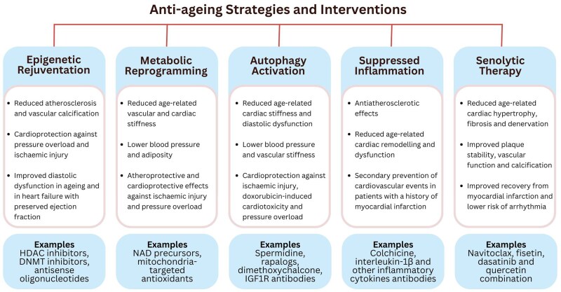 Anti-ageing interventions for the treatment of cardiovascular disease.