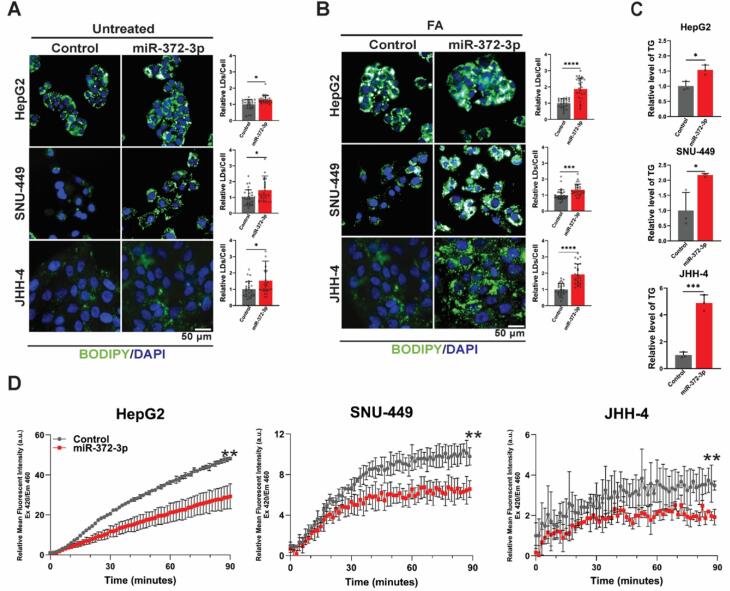 MicroRNA-372-3p impairs fatty acid metabolism in hepatocellular carcinoma cells by targeting <i>CPT1A</i> and <i>ACSL4</i>.