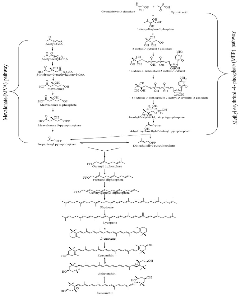 Neoxanthin: A Promising Medicinal and Nutritional Carotenoid.