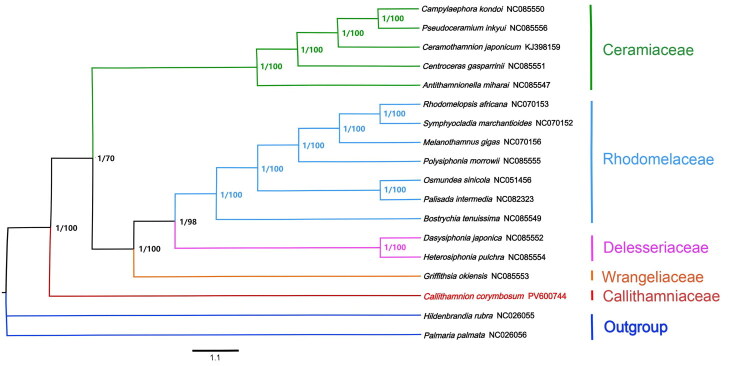 The first mitochondrial genome of <i>Callithamnion corymbosum</i> (Smith) Lyngbye 1819.