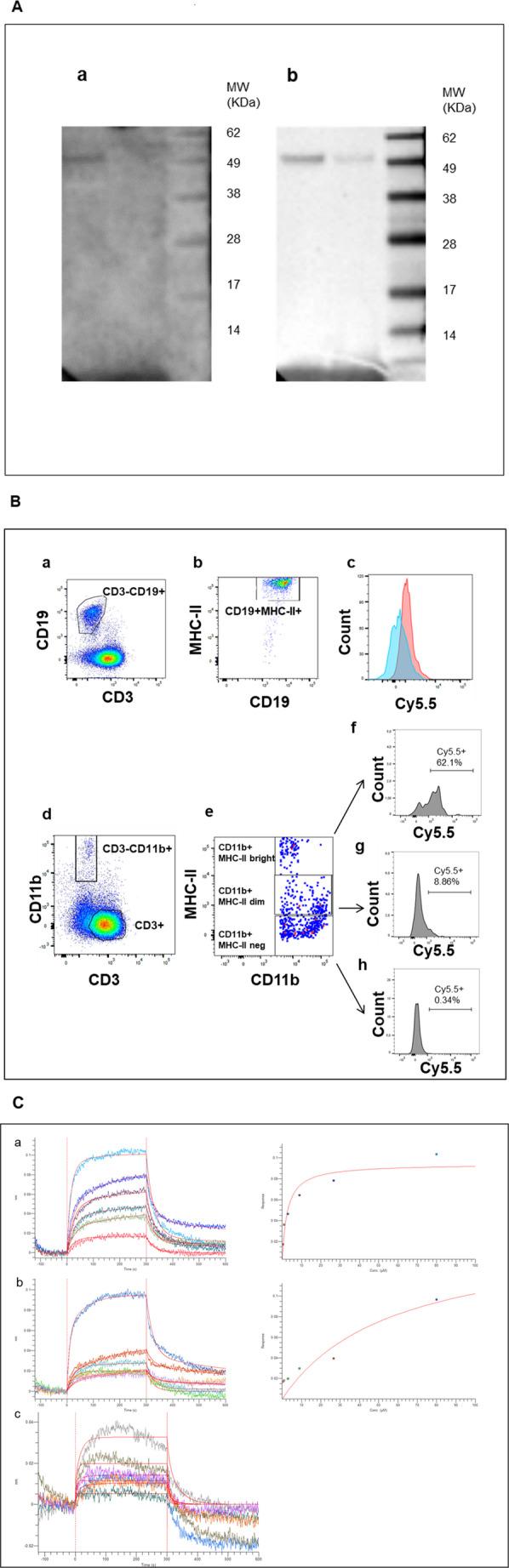 Immunoregulatory properties of cell free DNA.