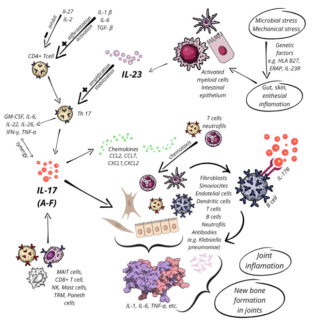 Gut microbiota and ankylosing spondylitis: current insights and future challenges.