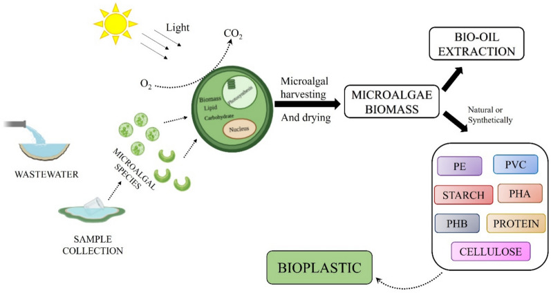 The quintessence of algal biomass in bioplastic production: insightful advancement and sustainable use.