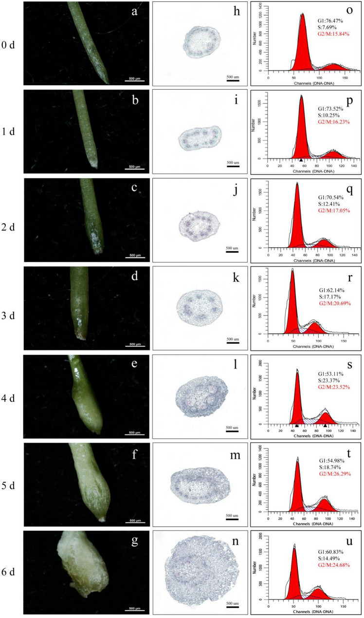 Efficient induction of tetraploids via adventitious bud regeneration and subsequent phenotypic variation in Acacia melanoxylon.