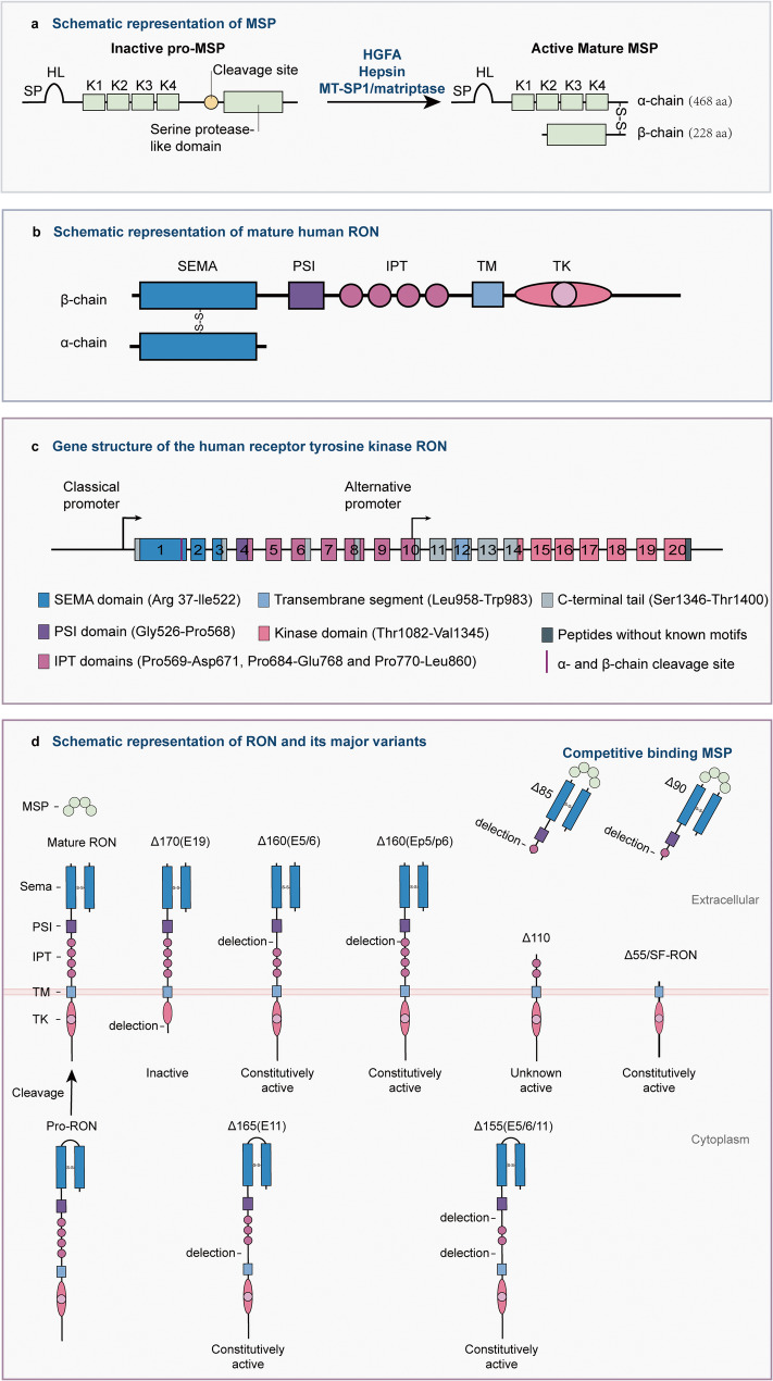 MSP-RON signaling in liver pathobiology and as an emerging therapeutic target: a review of the current evidence.