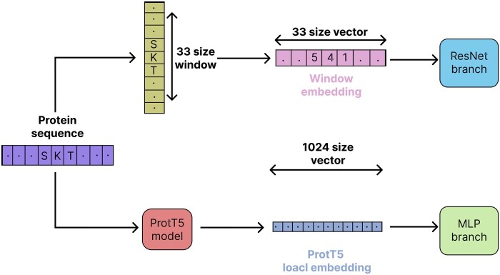 ResLysEmbed: a ResNet-based framework for succinylated lysine residue prediction using sequence and language model embeddings.