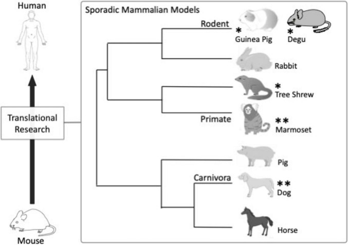 Exploring efficient and effective mammalian models for Alzheimer's disease.