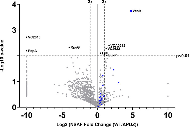 The PDZ domain of EpsC is required for extracellular secretion of VesB by the Type II secretion system in <i>Vibrio cholerae</i>.