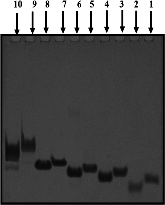 Na<sup>+</sup> selective structural switch from an intramolecular triplex to tetrad stabilised by non-canonical mispairs in double repeat of <i>Arabidopsis thaliana</i> telomere (T<sub>3</sub>AG<sub>3</sub>)<sub>2</sub>.