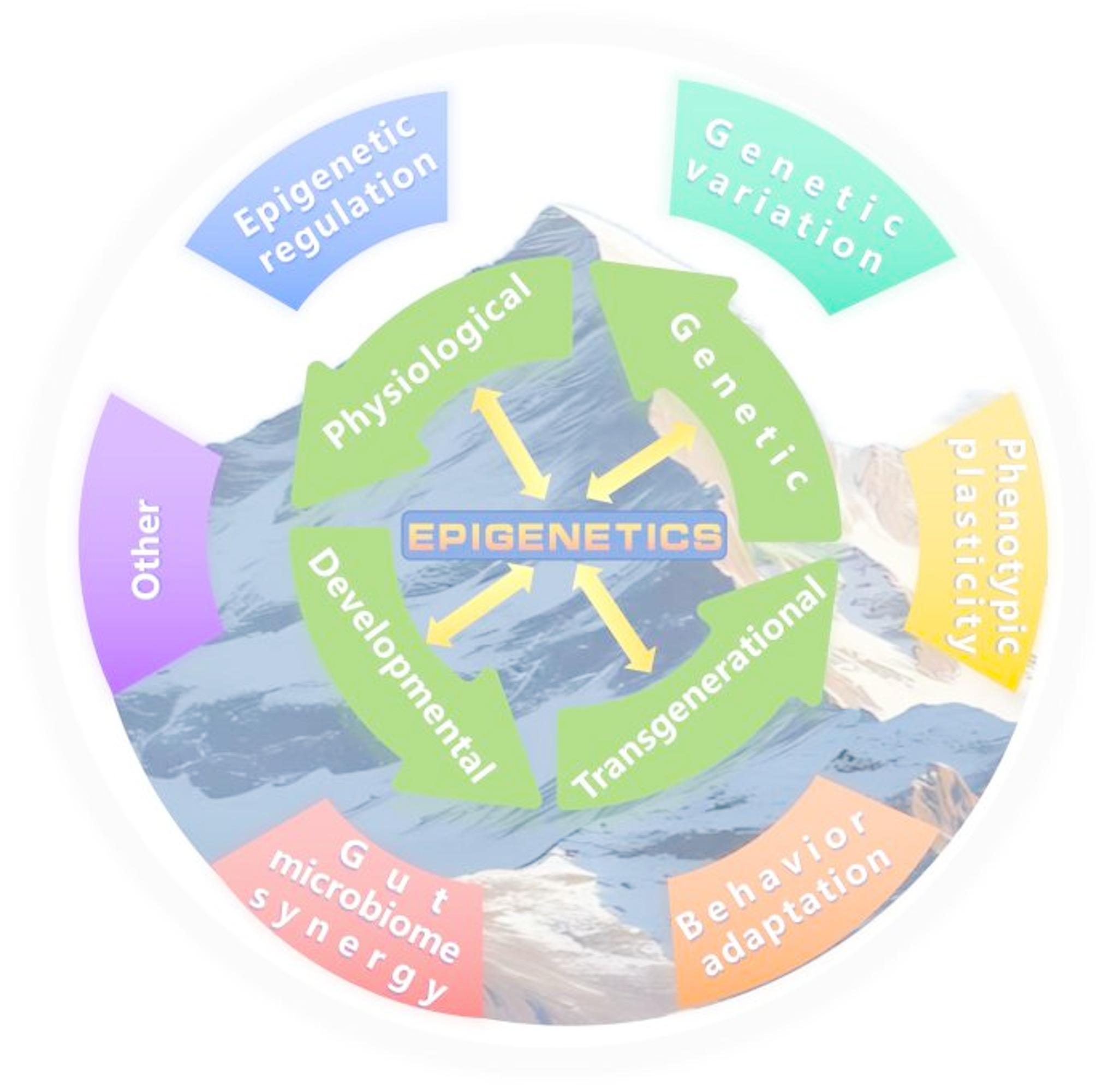 DNA methylation in adaptation to high-altitude environments and pathogenesis of related diseases.