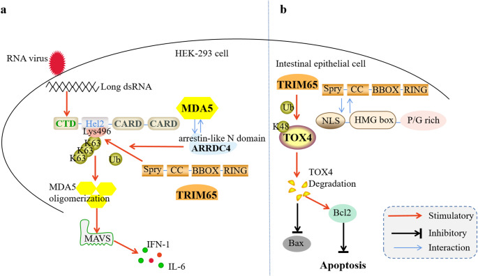 Research and development prospects of TRIM65.