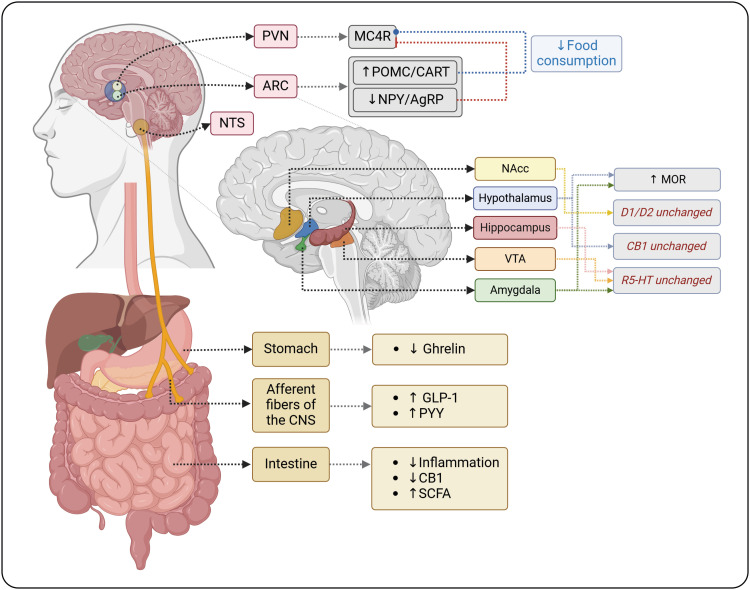 Early Impact of Bariatric Surgery on Brain Functionality.