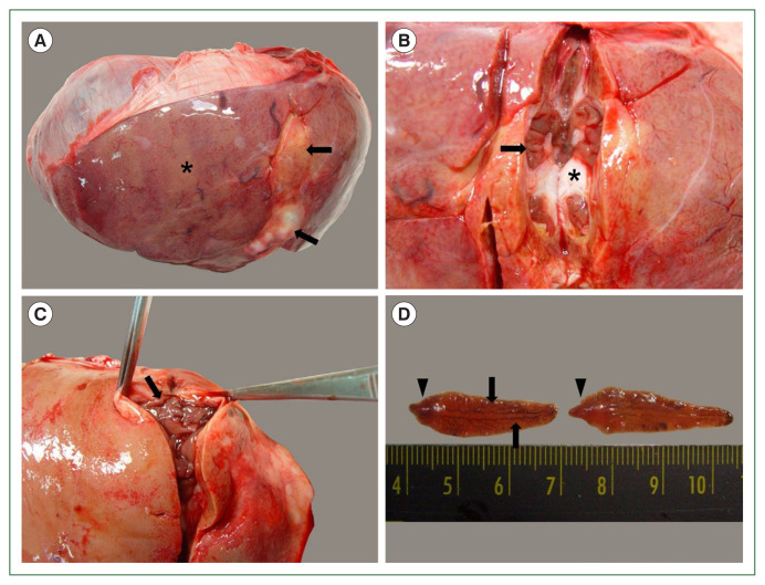 Fasciola hepatica infection in Korean water deer (Hydropotes inermis argyropus).